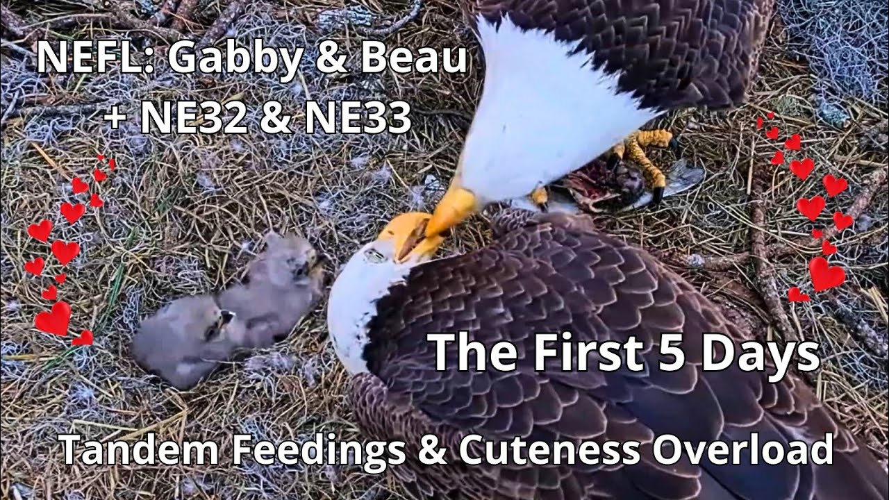 NEFL Bald Eagles Gabby🦅 & Beau🦅: The First 5 Days of Cute NE32 & NE33😍 Rare Moments At Night!