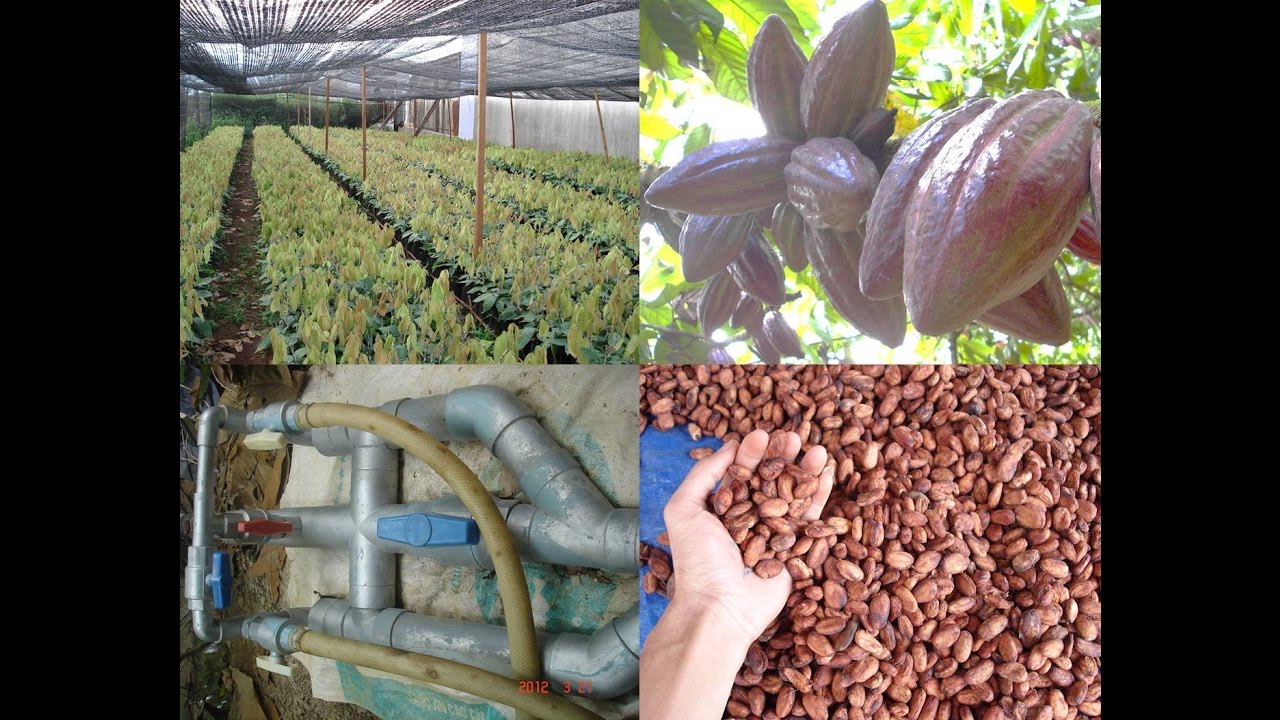 Techniques of cocoa cultivation (New plant, Water management)