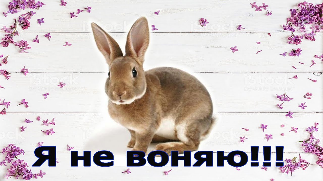 Социальный опрос на рынке - Воняет ли Кроличье мясо?