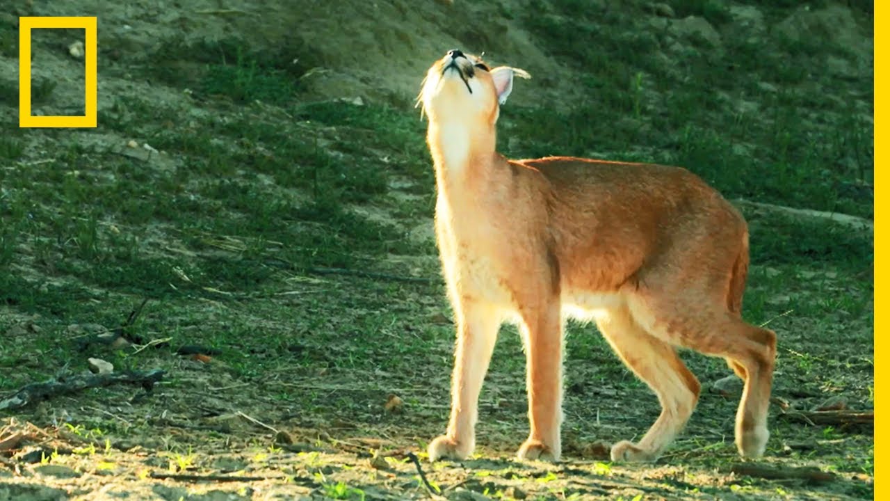 Le caracal, chasseur d'oiseaux
