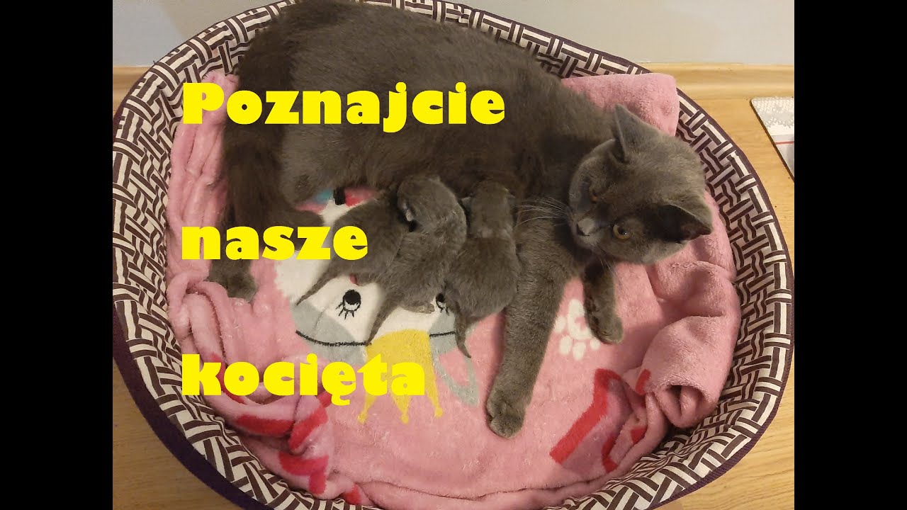 Kocięta brytyjskie i pierwsze godziny małych kotów po narodzinach / first hours british shorthairs