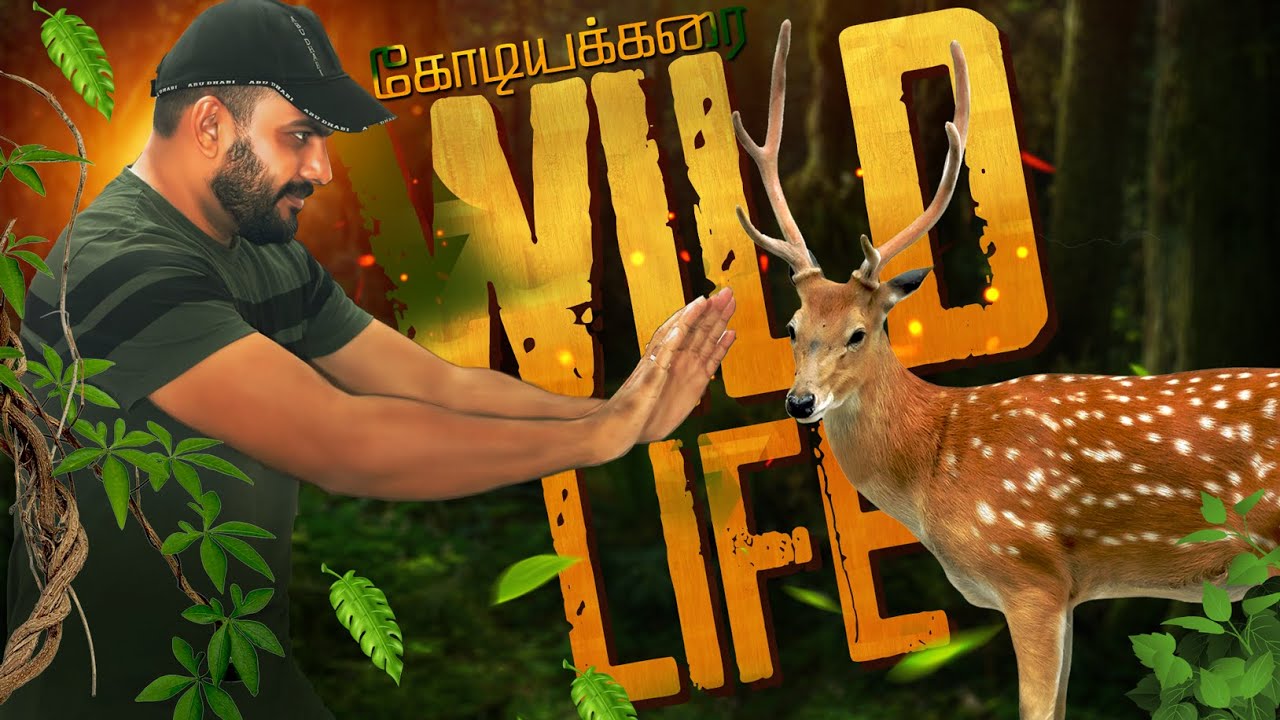 கோடியக்கரை வனவிலங்கு சரணாலயம் || kodiyakarai Wildlife Sanctuary || nagai series episode-4