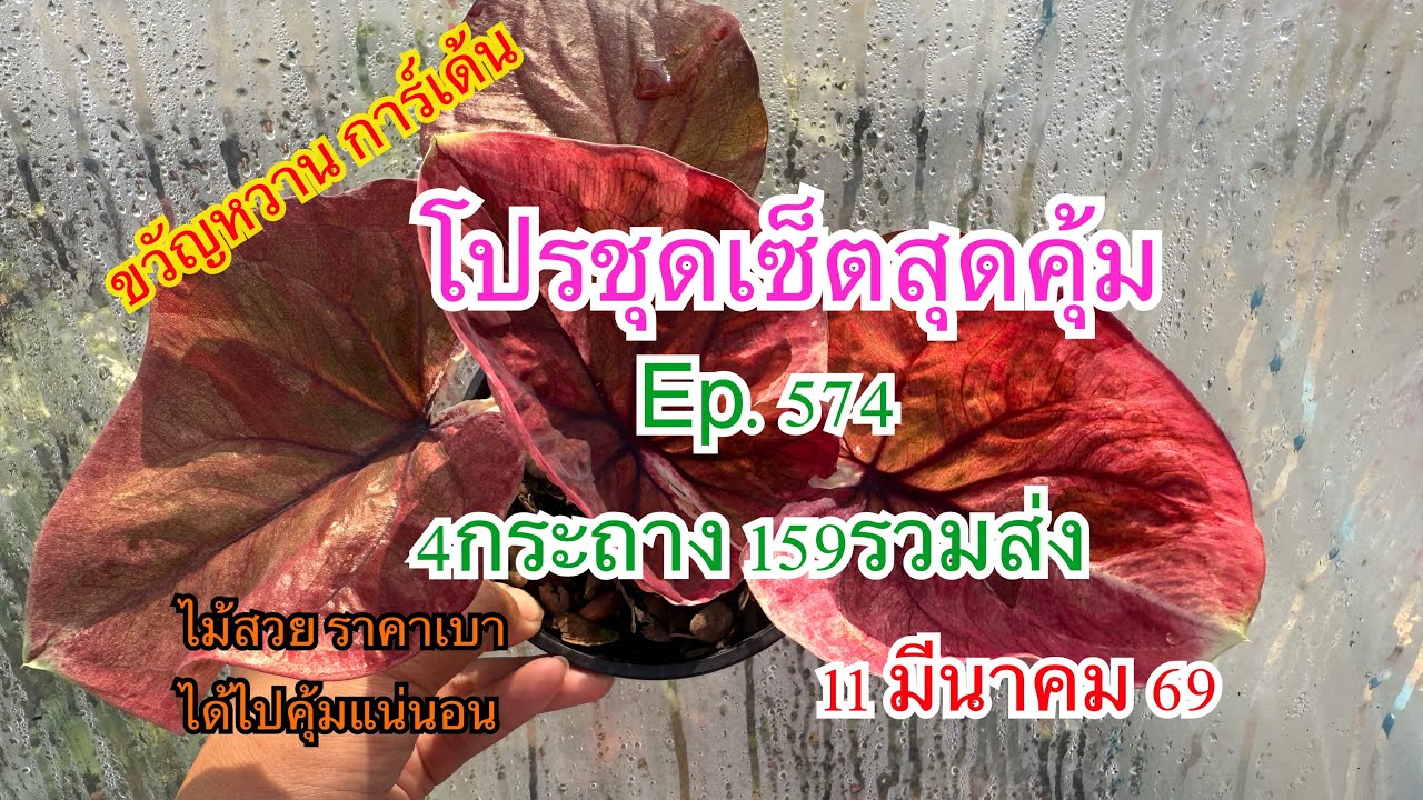 🌻🍀โปรชุดเซ็ตสุดคุ้มEp.574🌻🍀 11 มีนาคม 2569☎️094-5323653 #บอนสี  #บอนสีขวัญหวานการ์เด้น