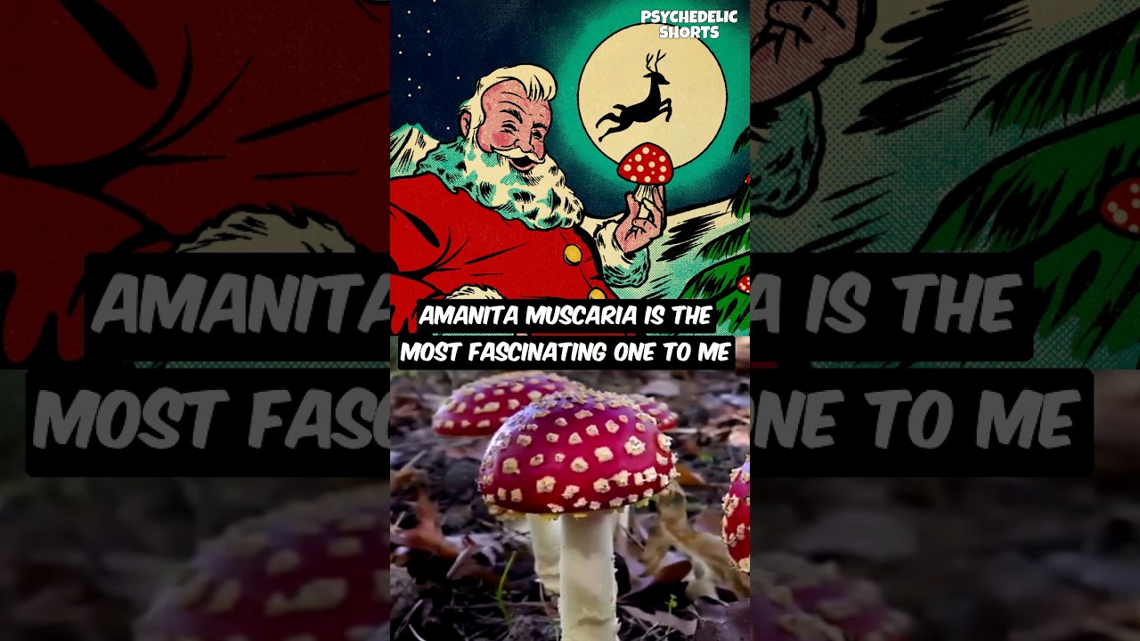 Santa Claus is a Mushroom Shaman 🎅🍄