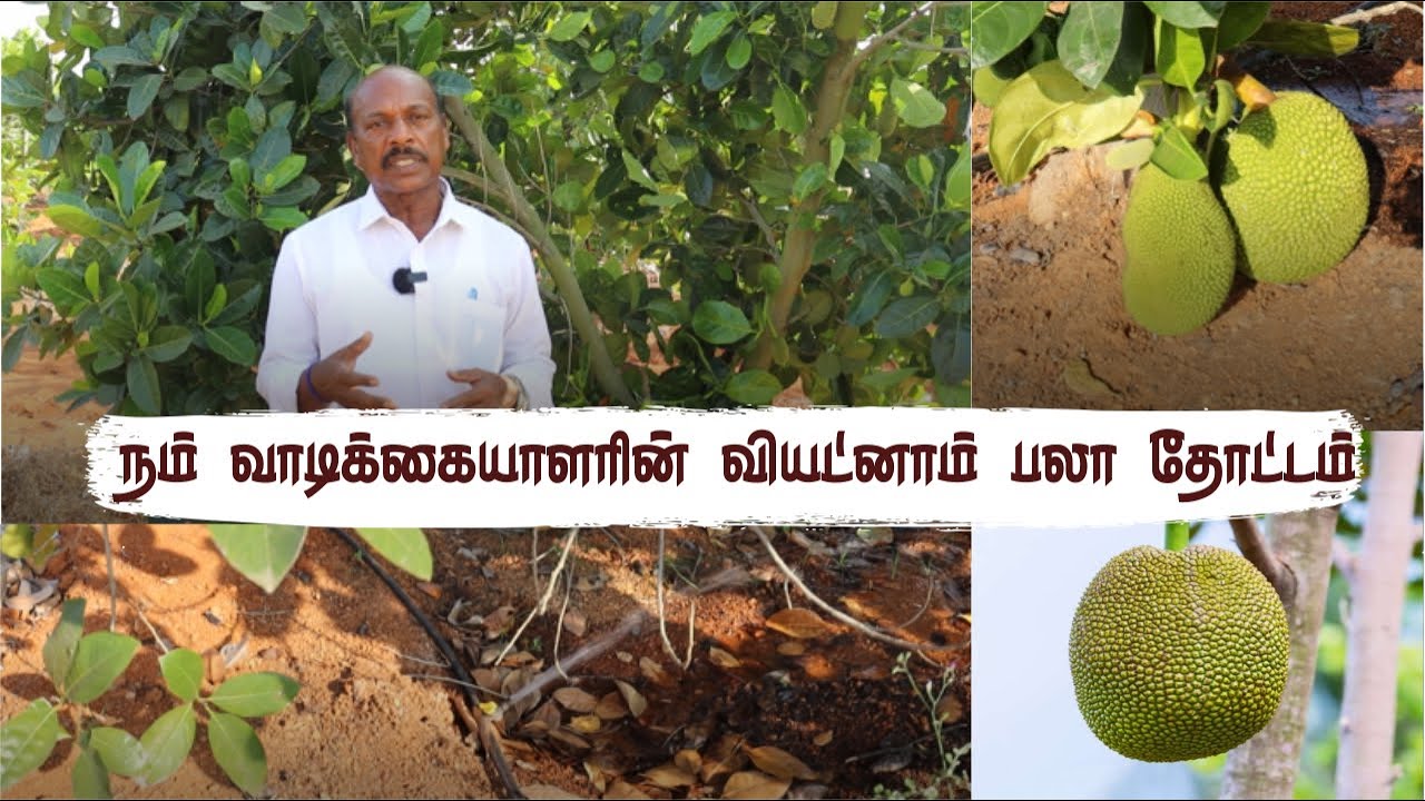 120 Trees Produce 100+ Fruits Each: Massive Jackfruit Harvest | வாடிக்கையாளரின் வியட்னாம் பல தோட்டம்
