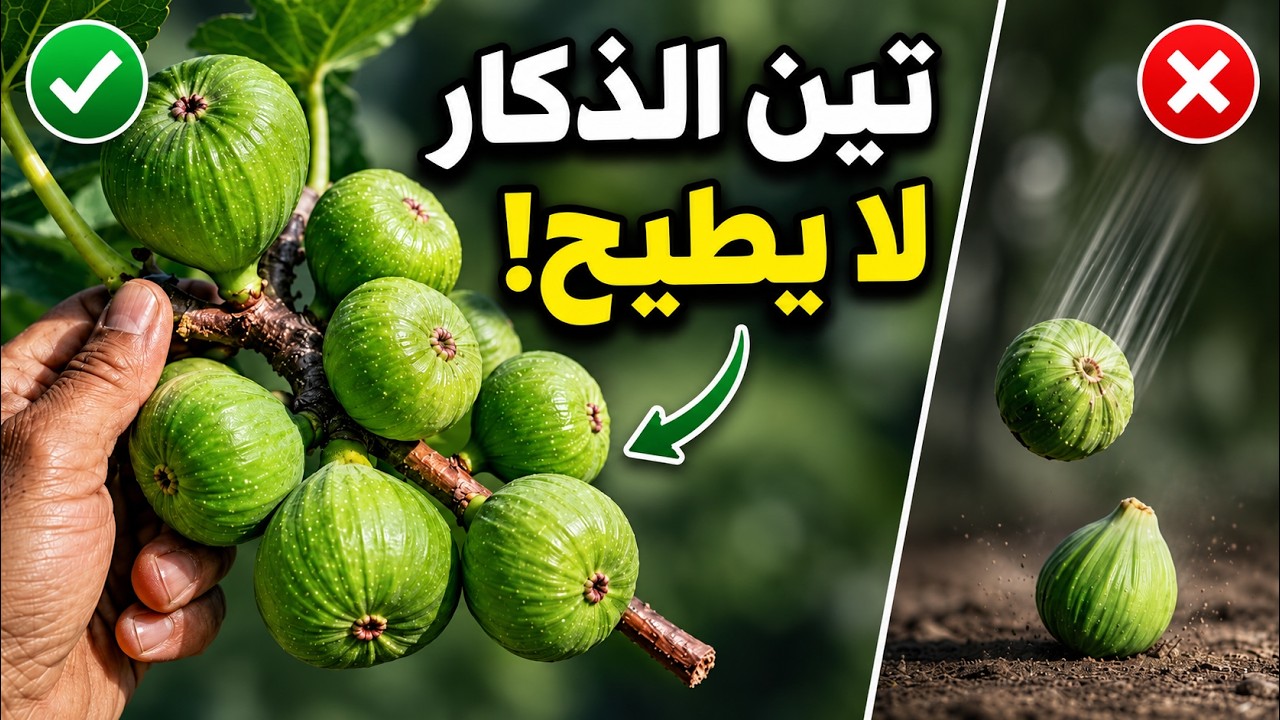 تعرف على تين الذكار وكيف تحافظ عليه من السقوط لتذكر به اشجارك