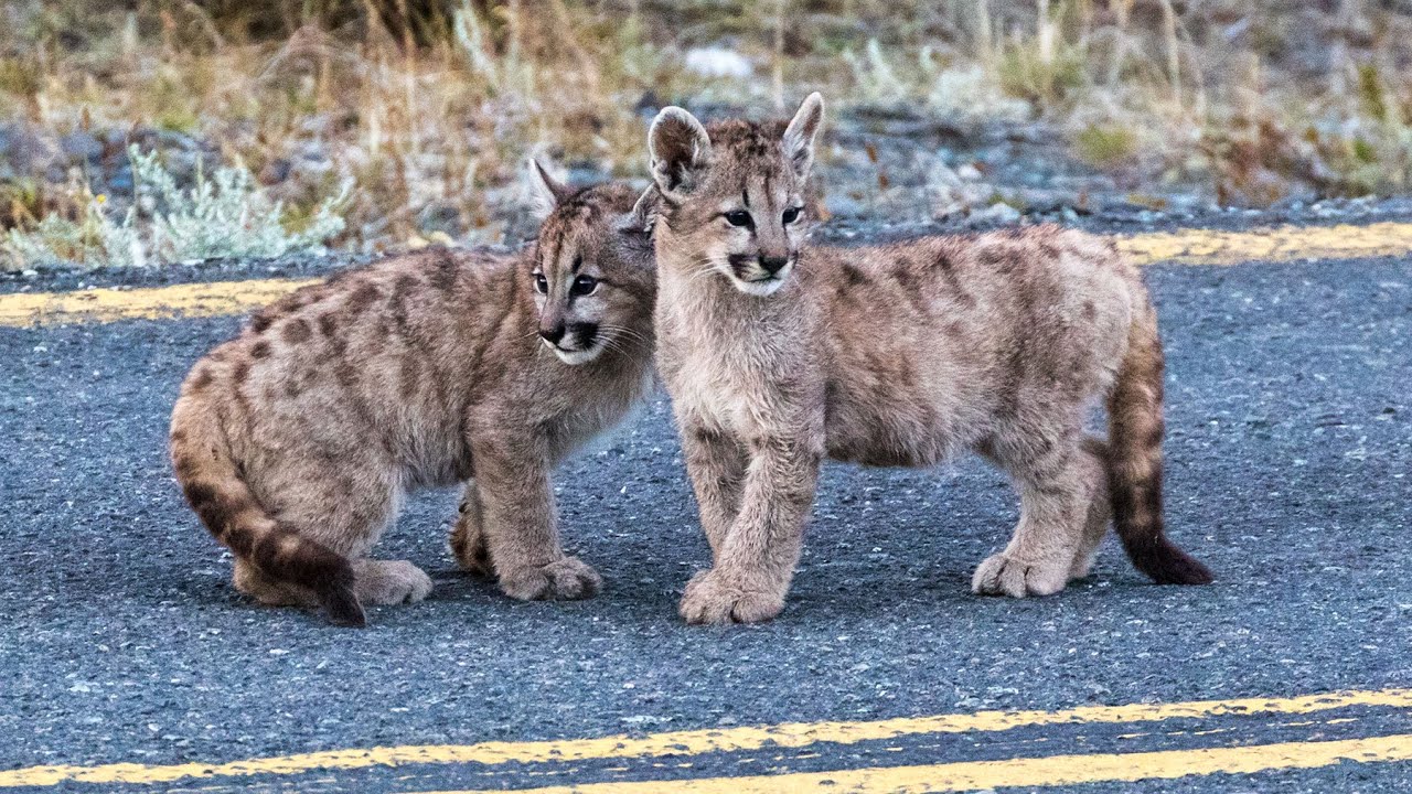 Pumas in Torres del Paine National Park, Chile - We saw 22 individual pumas, some multiple times