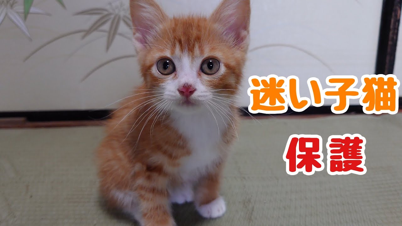【保護猫】 1  迷い猫🐱  家に迷いこんできた、めっちゃ可愛いい子猫を保護しました   癒し🐾