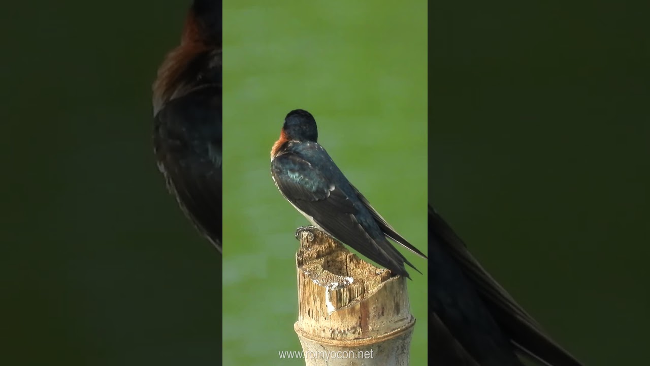 Pacific Swallow (Hirundo tahitica)