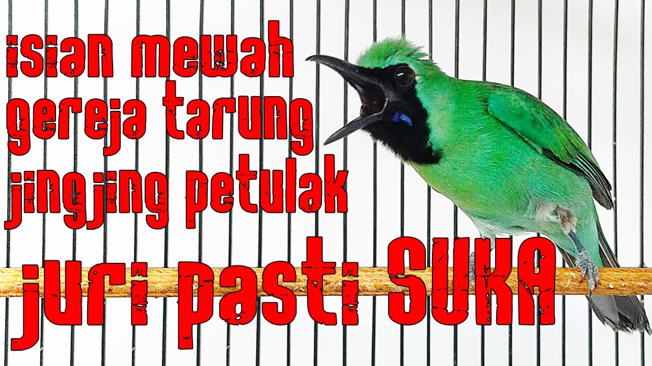 MEWAH..! ISIAN JINGJING PETULAK & GEREJA JURI PASTI SUKA #cucakijo #lombacucakijo #pancingancucakijo