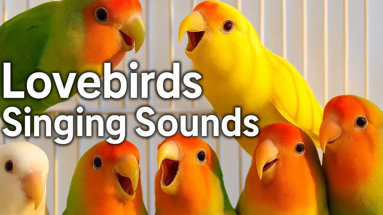 Lovebirds. Singing. Sounds. Activity.