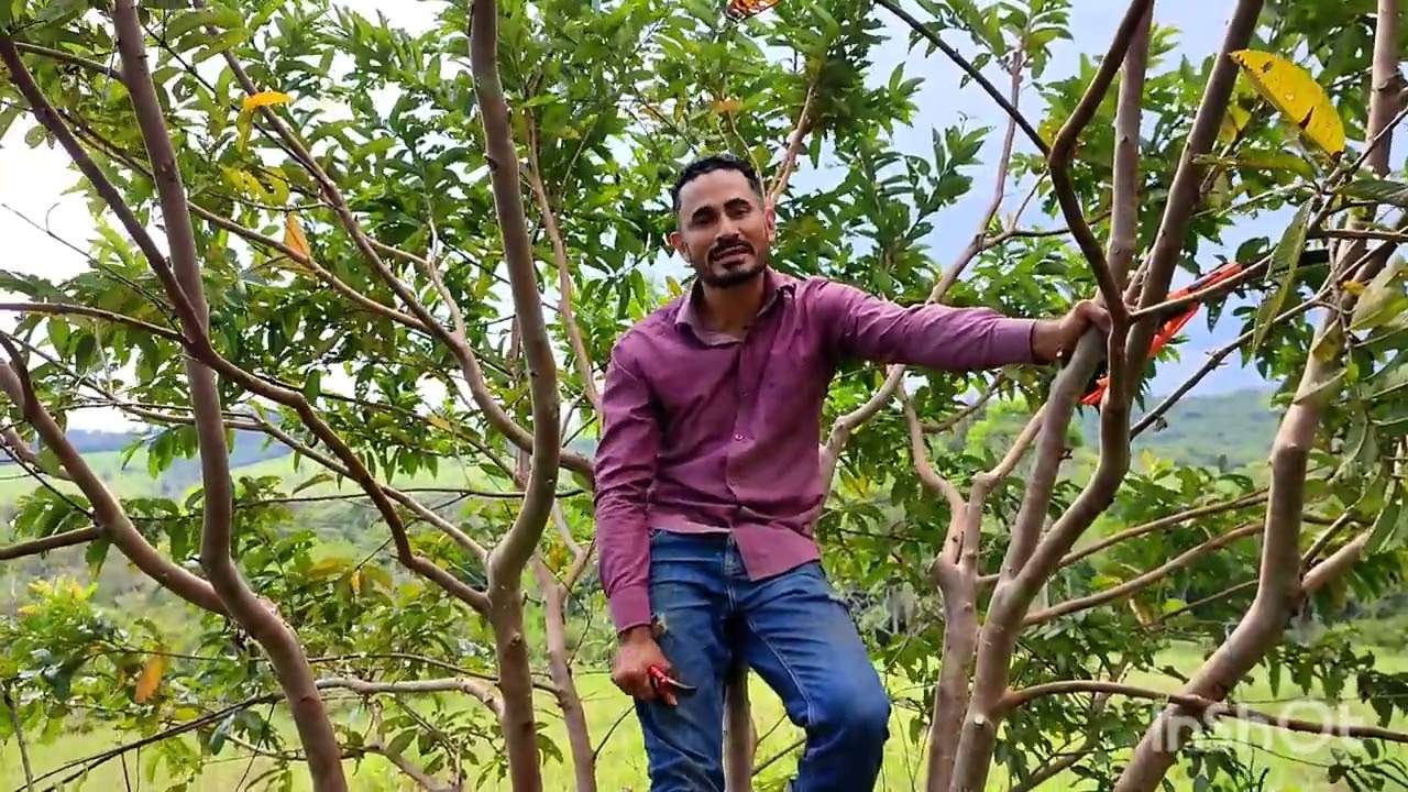 Cómo podar los cultivos de GUAYABA para optimizar su producción 🌿.