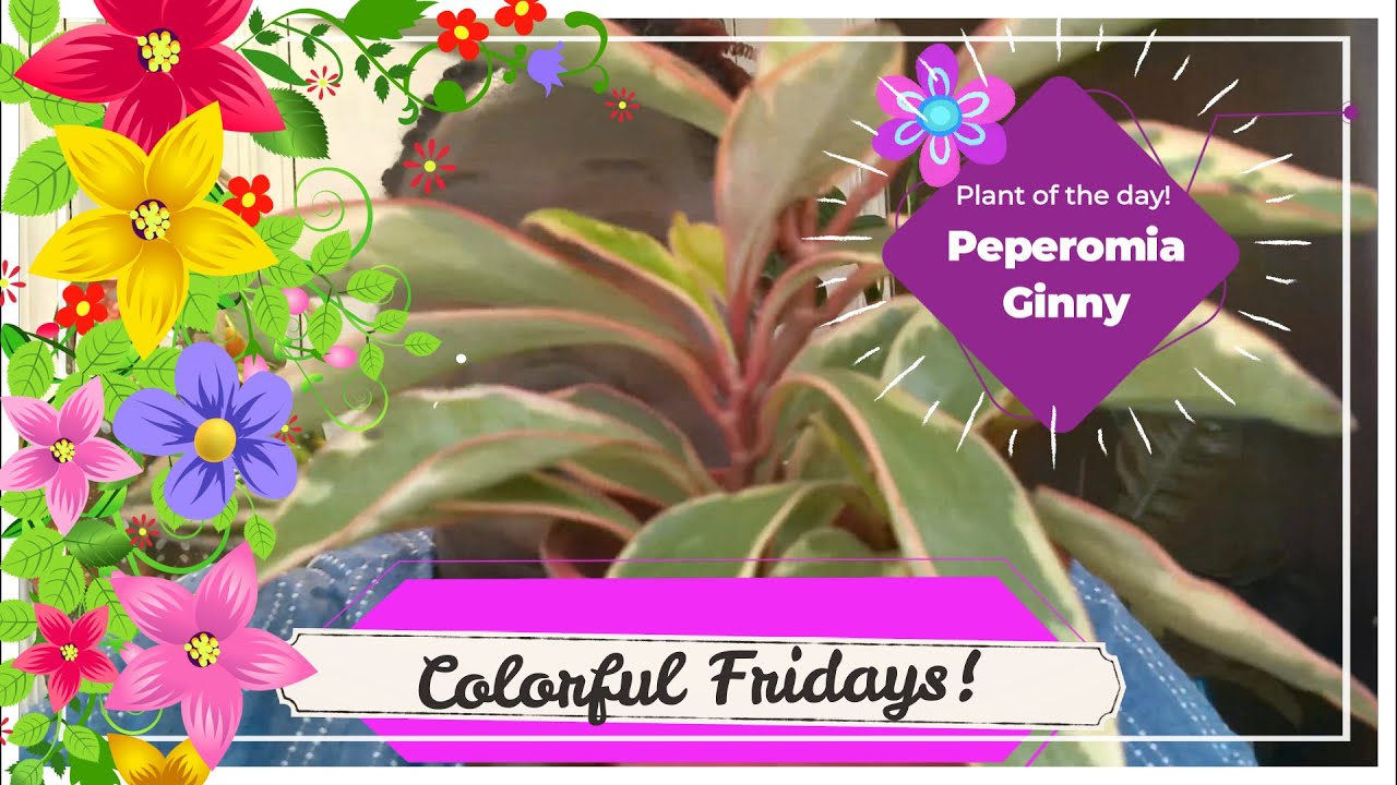 Colorful Fridays! #8 Peperomia Ginny