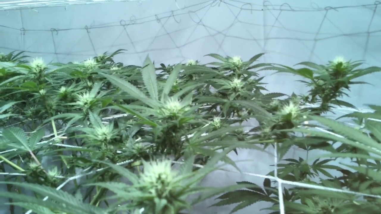 My grow room. 315 cmh, lec grow. LST end of week 3 day 21