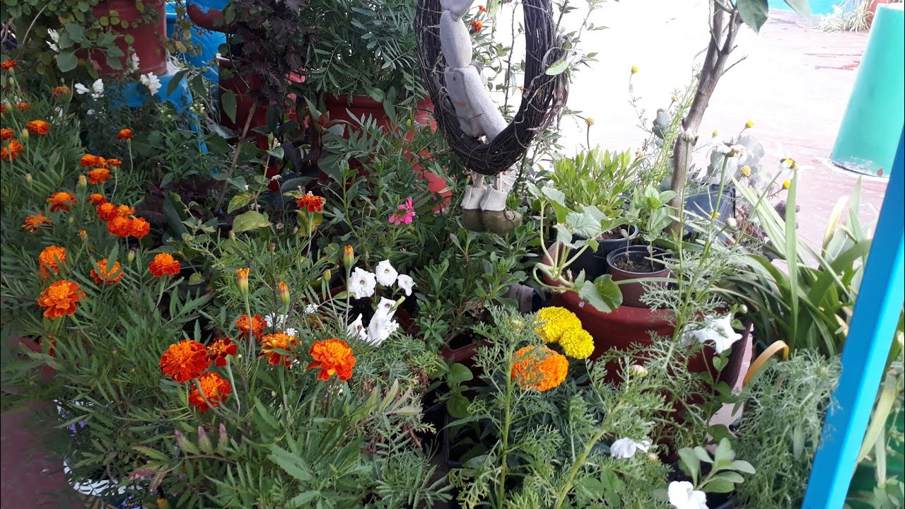 حديقتي على سطح البيت Garden tour with canari's song