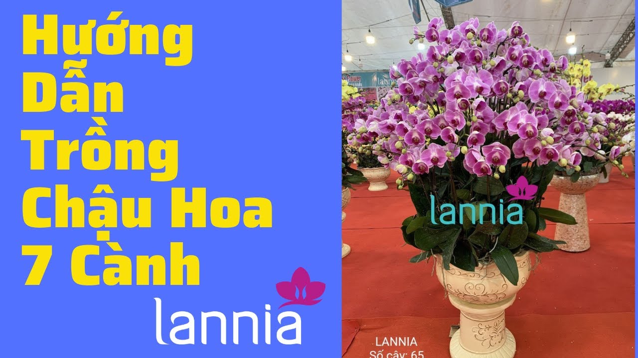 HƯỚNG DẪN TRỒNG CHẬU LAN 7 CÀNH