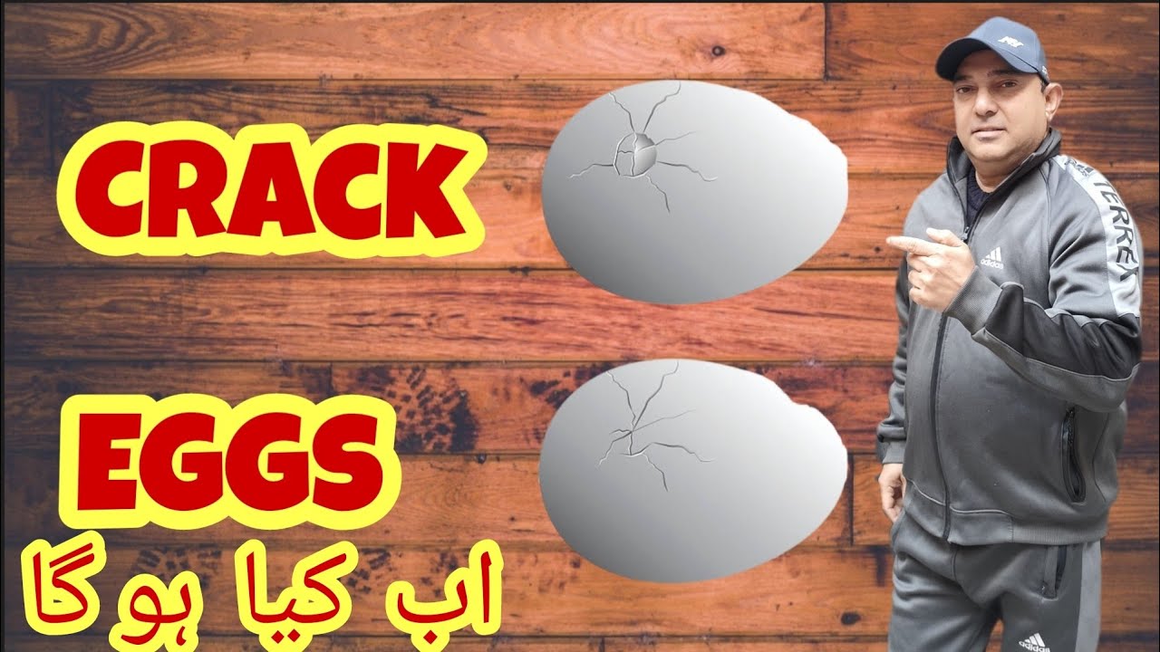 How to Repair Crack Egg? (Tootay hue andee kesy thek karain) Urdu / Hindi || Crack Eggs solution?