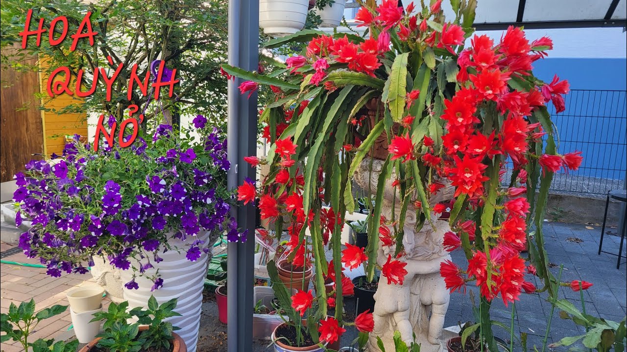 Quỳnh Nở Trong Vườn Nhà , Hãy cùng ngắm Hoa Quỳnh và một chút chia sẻ cách chăm sóc Quỳnh.