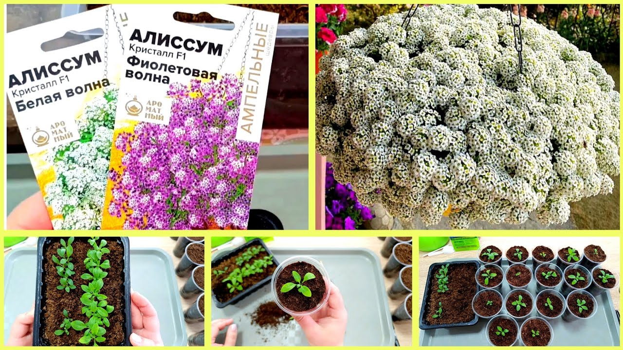 АЛИССУМ - ПИКИРОВКА, БЫСТРО И ПРОСТО