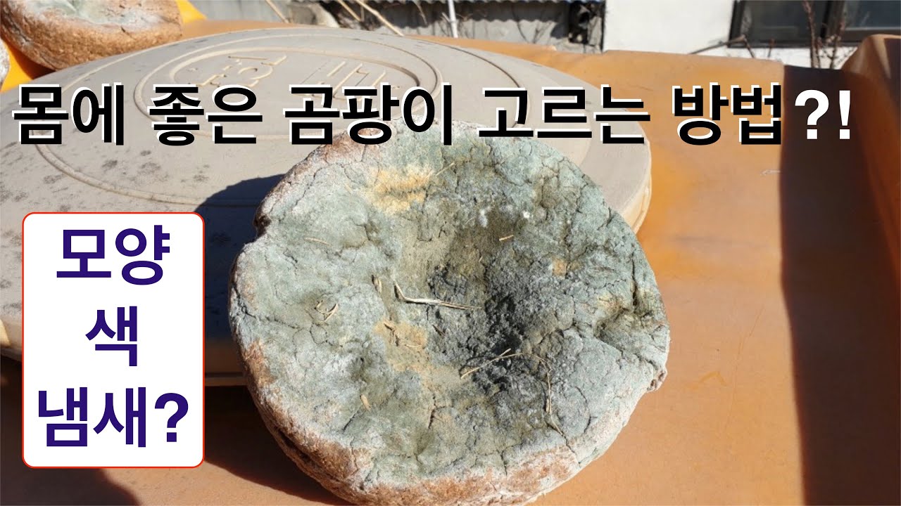 몸에 좋은 곰팡이 고르는 방법?! 누룩곰팡이를 눈으로 구별할 수 있을까?