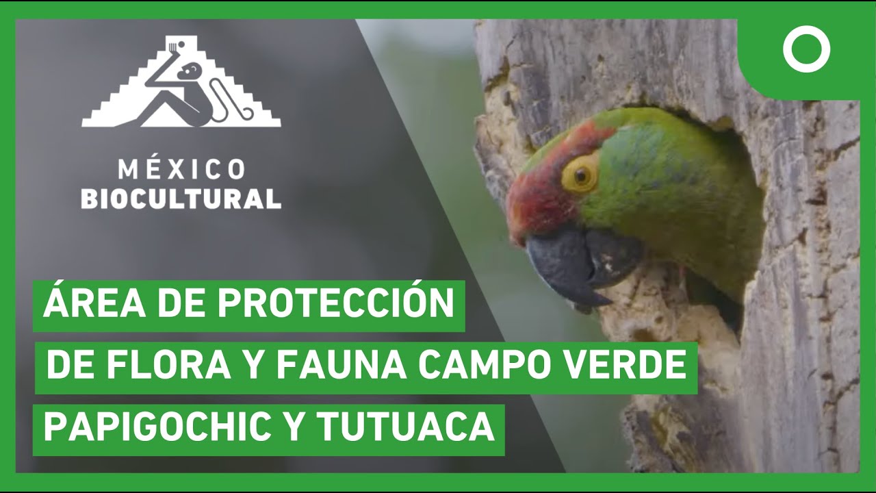México biocultural - Área de Protección de Flora y Fauna Campo Verde, Papigochic y Tutuaca(20/01/25)