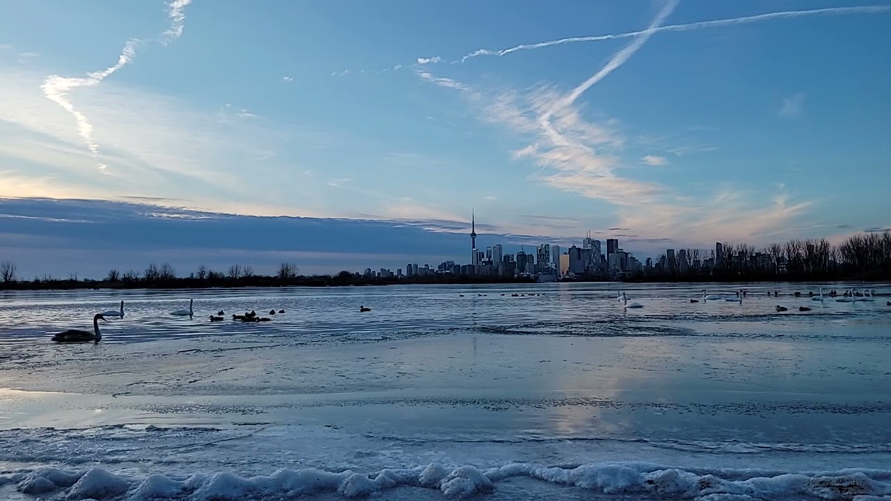 🇨🇦Swans In Winter Series 7  Experience Urban Wildness