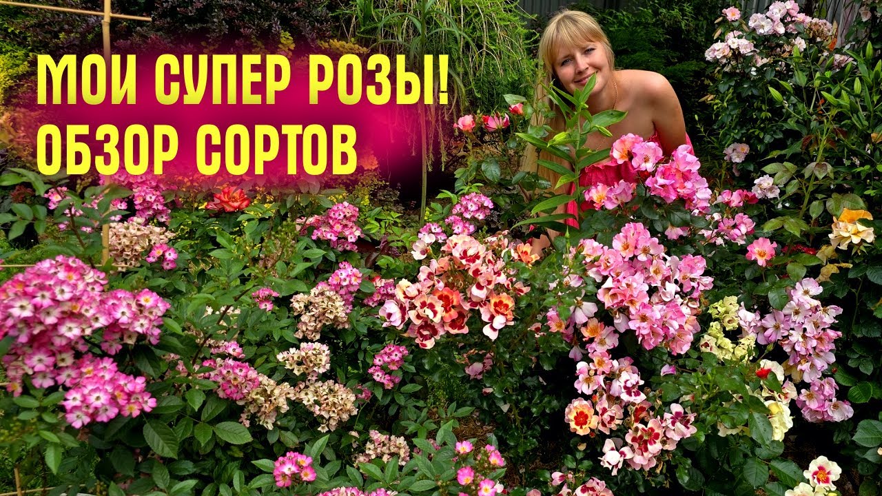 Мои СУПЕР РОЗЫ! Прогулка по саду, ОБЗОР НЕПРИХОТЛИВЫХ и КРАСИВЫХ СОРТОВ РОЗ
