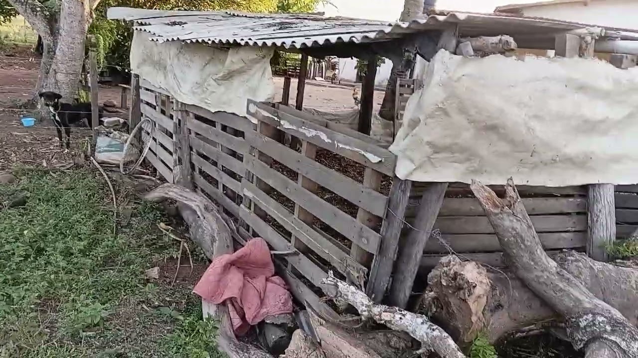 Tour no piquete das ovelhas, no sítio de meu pai