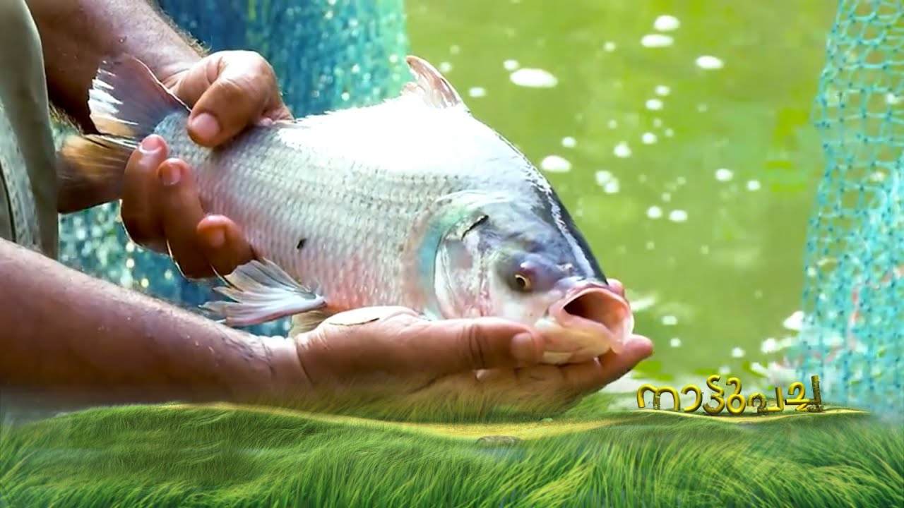 സമ്മിശ്ര കൃഷിയിൽ നേട്ടം കൊയ്ത് വിൽസൺ കിച്ചേരിയിൽ