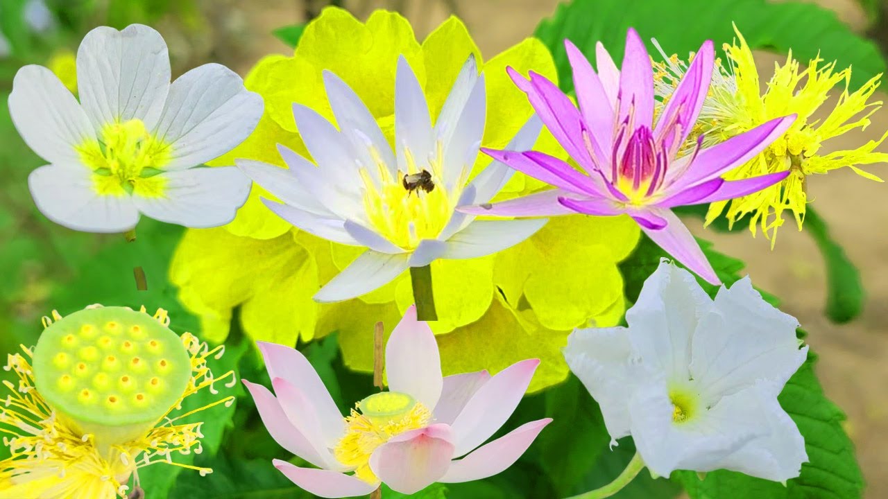 Relaxing Wild Flowers Collection • Soothing Music & Peaceful Nature Visuals     |Best Relaxation