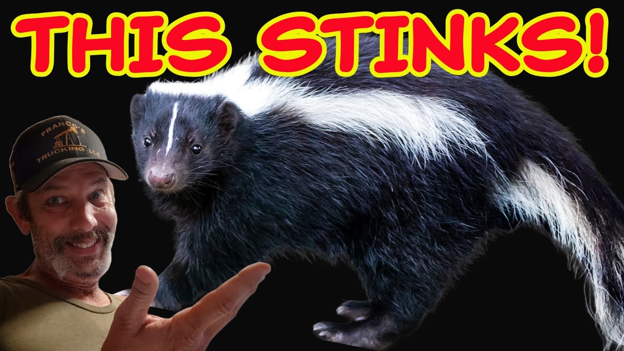 Trapping SKUNKS & No Spraying: Special Edition