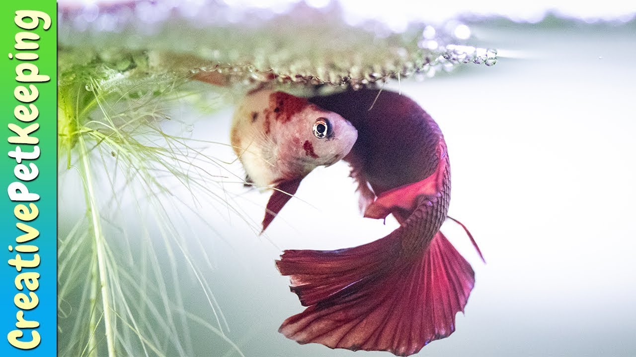 Breeding Betta Fish | My betta ate the eggs 😮