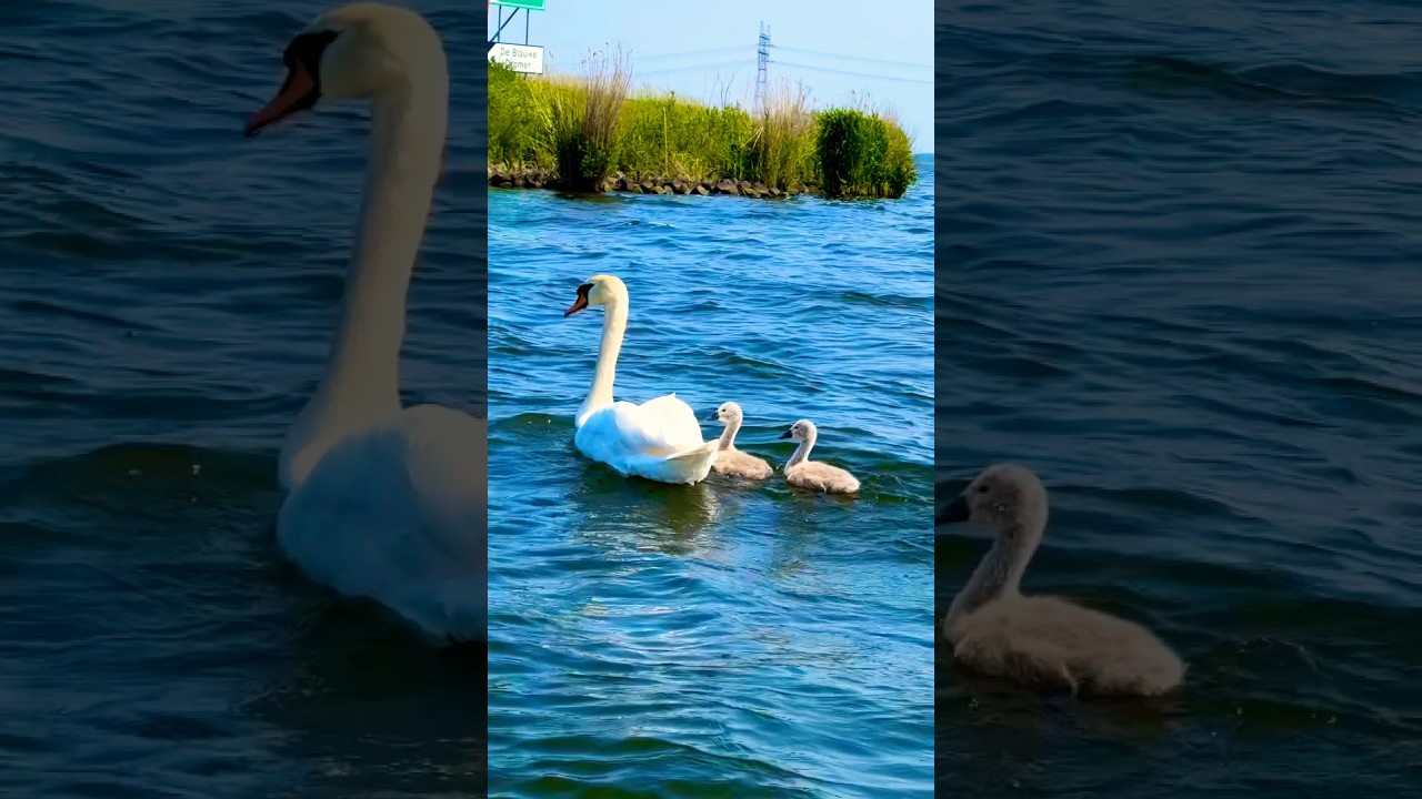 Graceful Swan Family Moments 🦢#swan #boat #netherlands