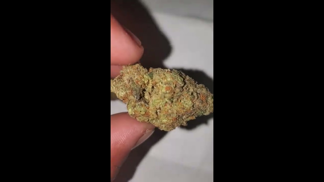 #strainreview #iog  #jetfuelgelato strain review on jet fuel gelato by indoor oranic gardens