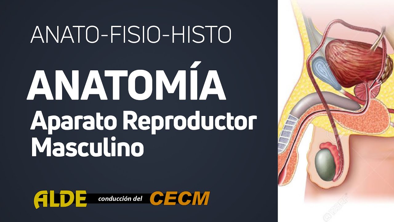 Curso Anato Histo Fisio - Anatomia Aparato Reproductor Masculino