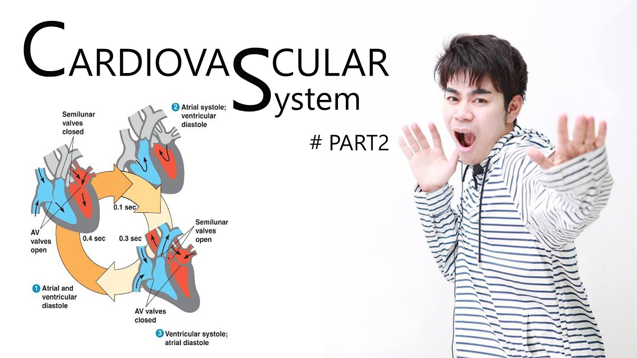 โครงสร้างและการทำงานของหัวใจ part2 โดยครูบาส