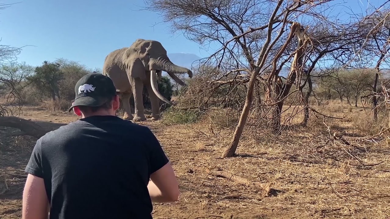 Kenya Safari | Amboseli Elephants and Kilimanjaro