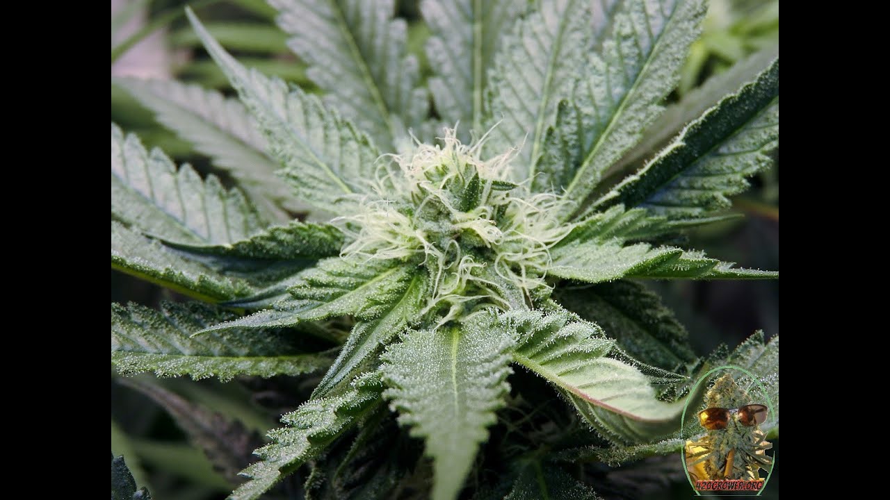 BLACK BANANA COOKIES AND MAC 1 SEA OF GREEN DAY 28 DLI