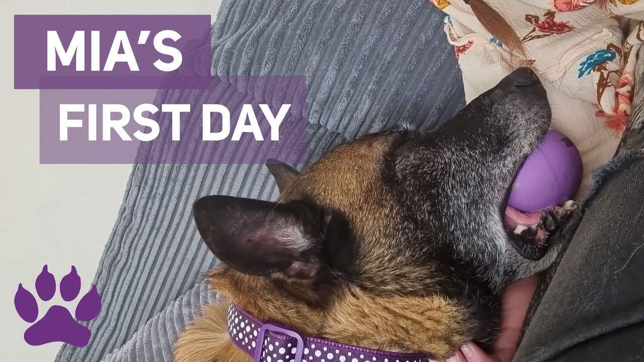 Mia's First Day - Adopting a Dog from the RSPCA