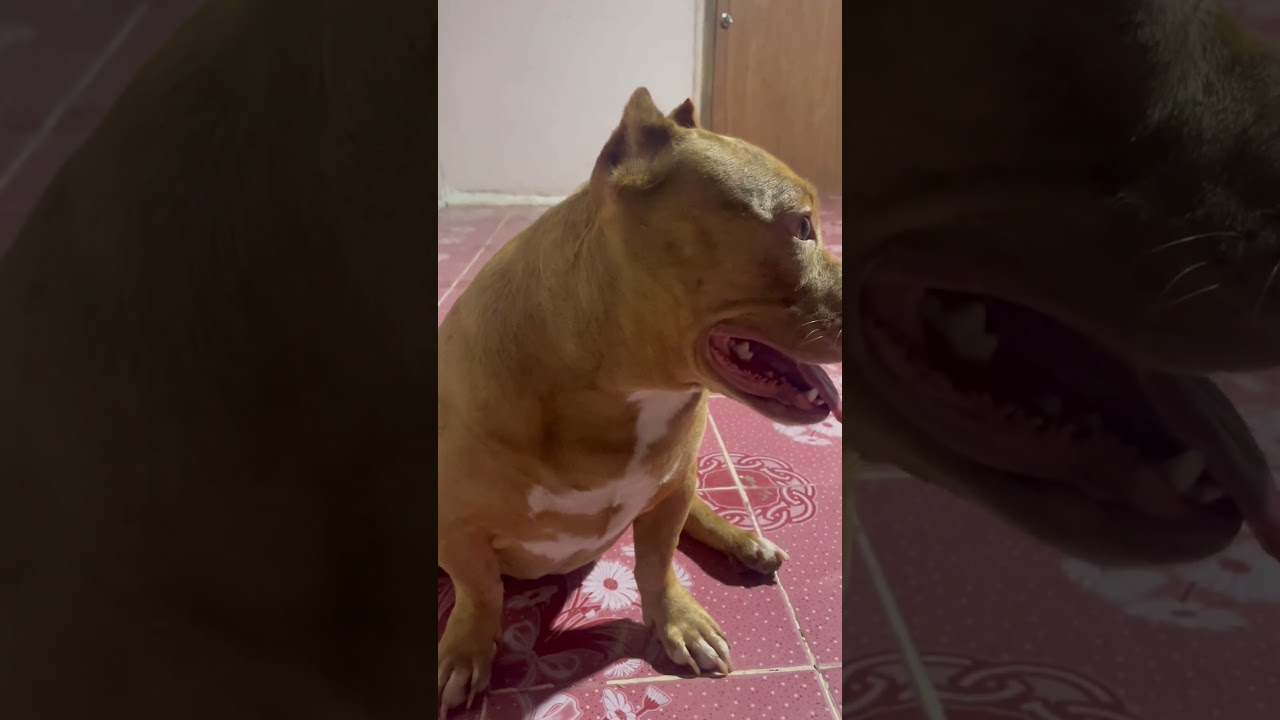 #shortvideo #pitbull #อเมริกันบูลลี่ #americanbully #youtubeshorts