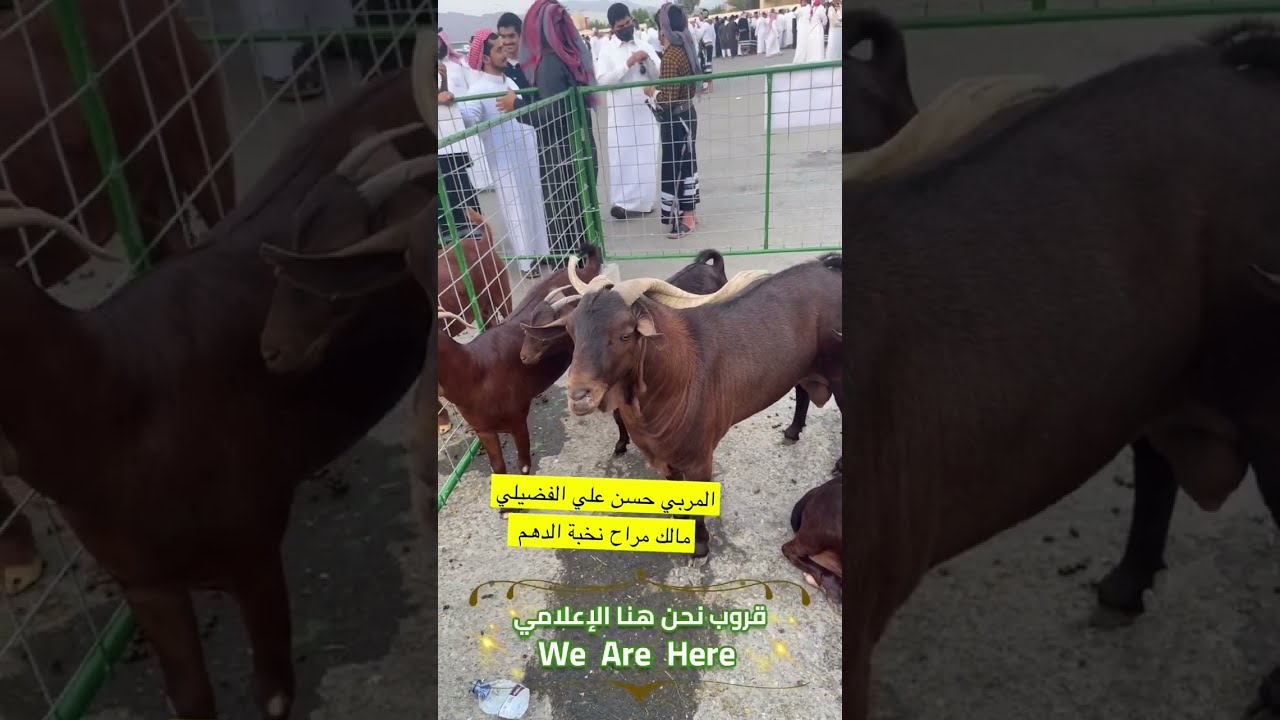 تغطيه مهرجان ماعز الدهم الاول بمنطقة عسير