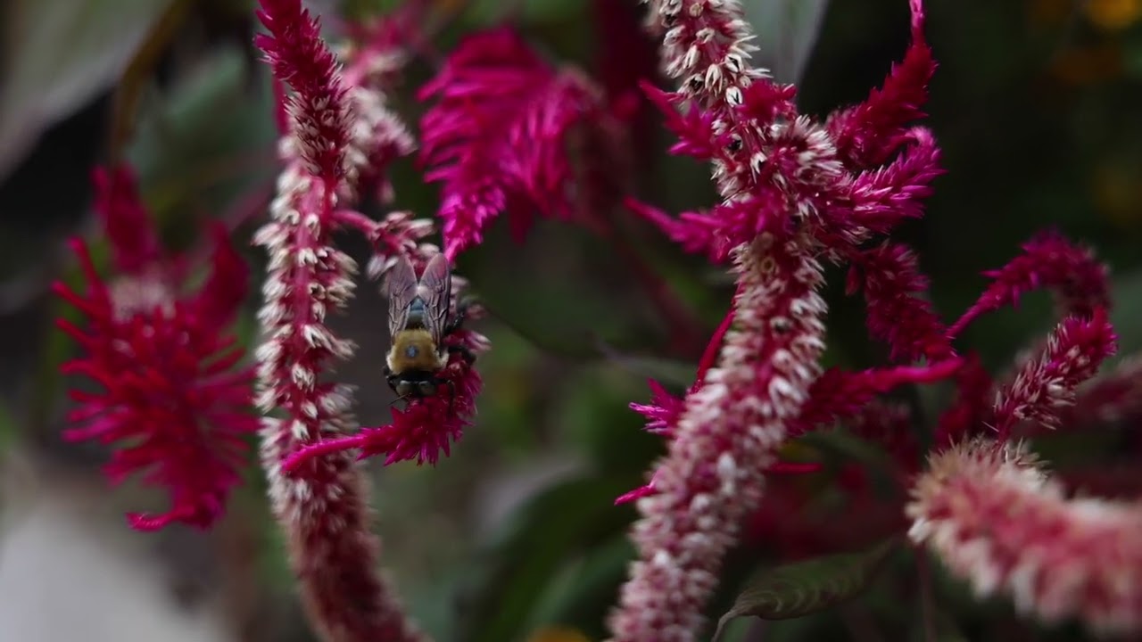 Beekeeping for Beginners | Expert Advice & Monthly Bee Social Cary NC