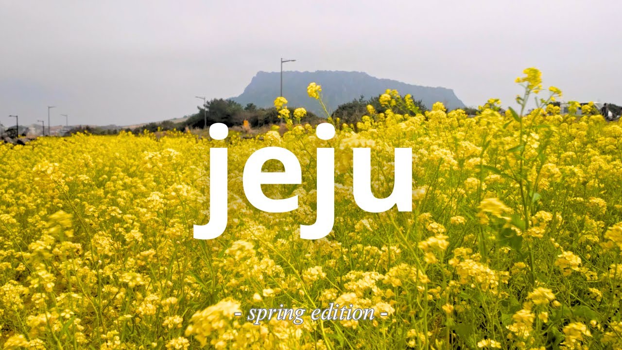 🇰🇷5 days in JEJU 🌸 cherry blossoms, canola, cozy cafés, driving | Spring edition