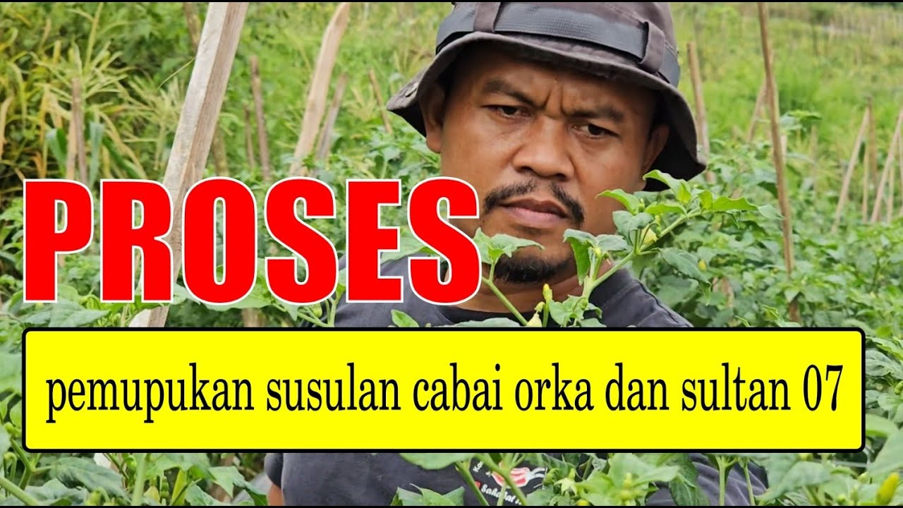 Proses pemupukan susulan cabai orka dan sultan 07