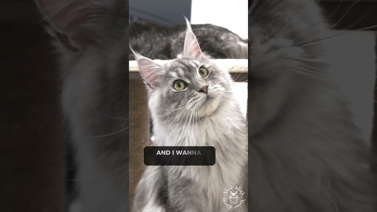 🥹 Why So Cute | Cute Maine Coon Cat