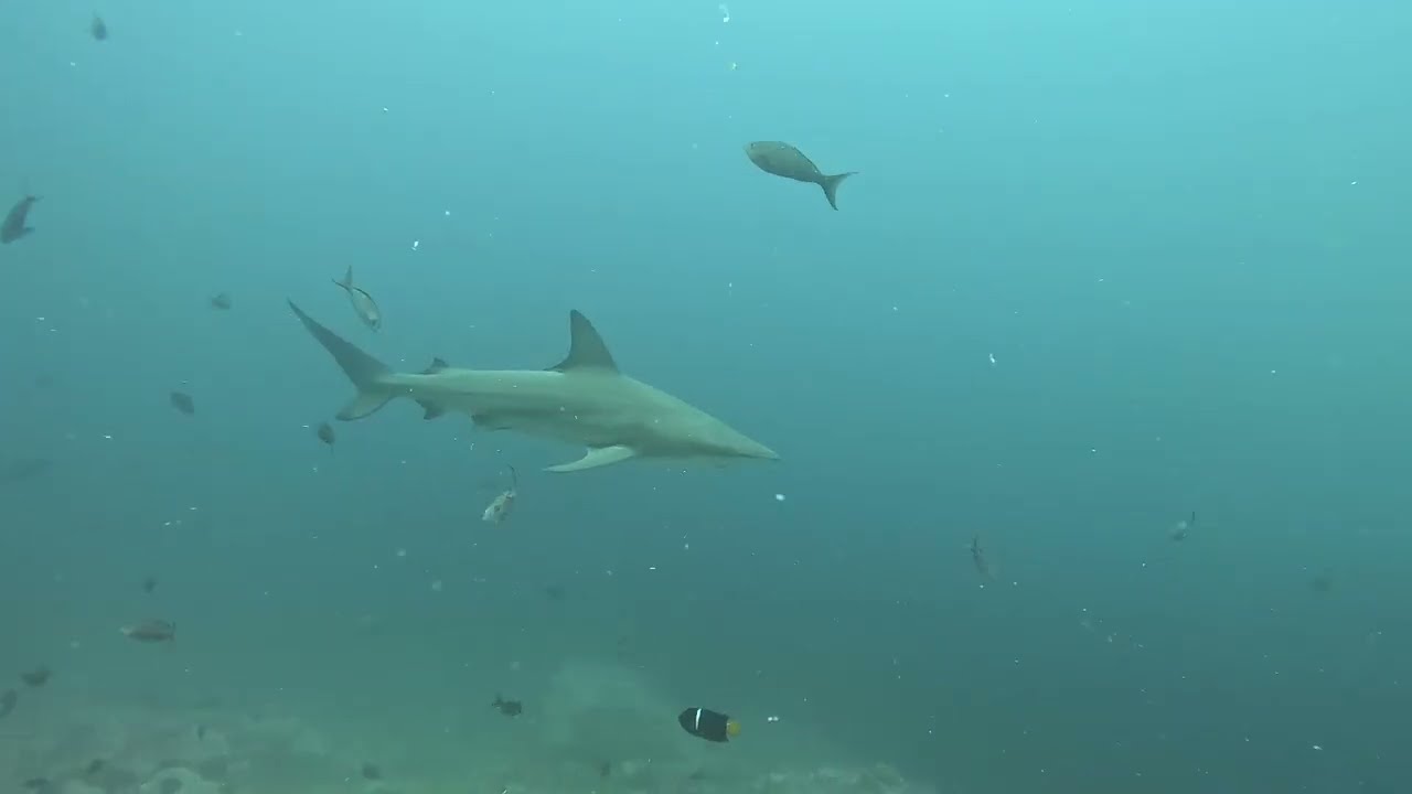 Galapagos March 2025