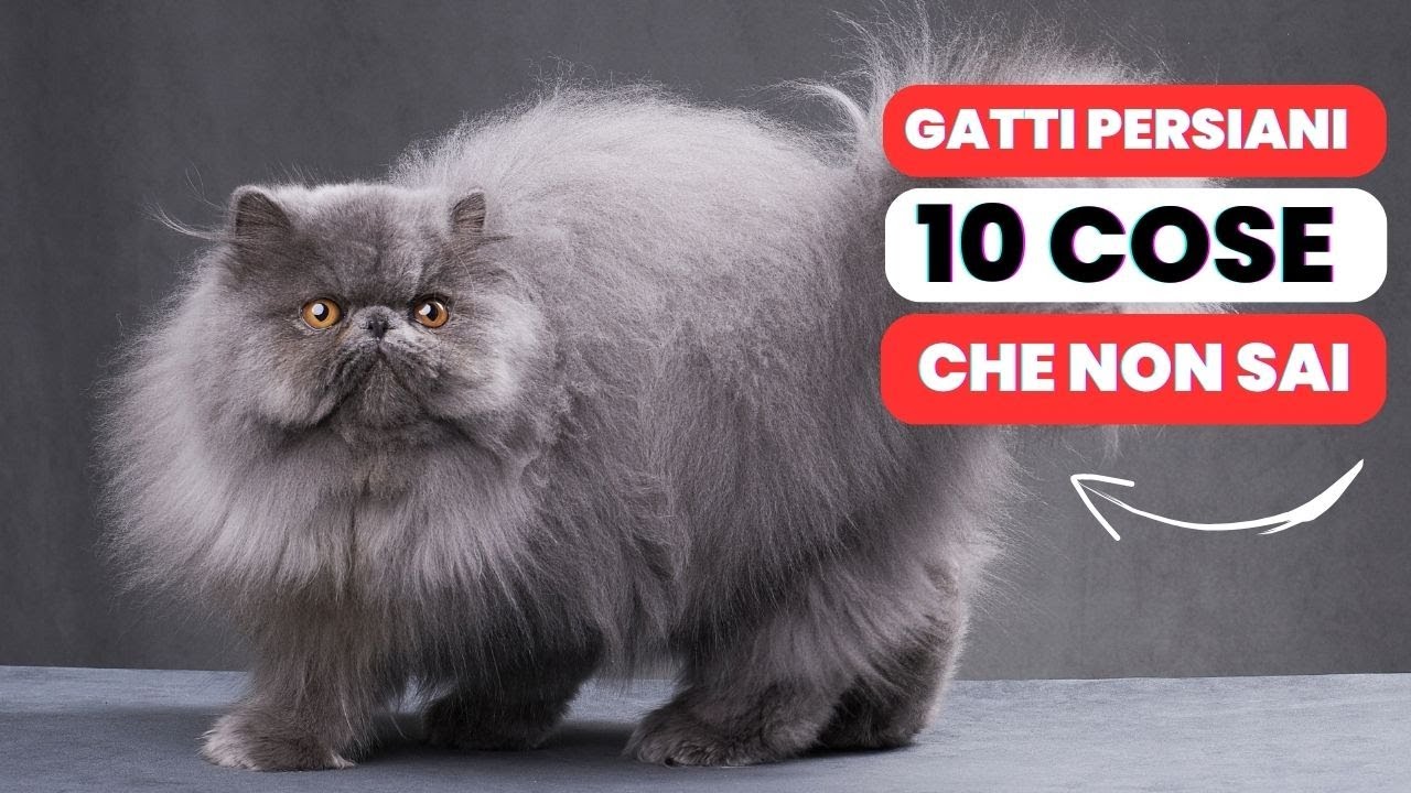 10 cose sui Gatti Persiani che DEVI sapere