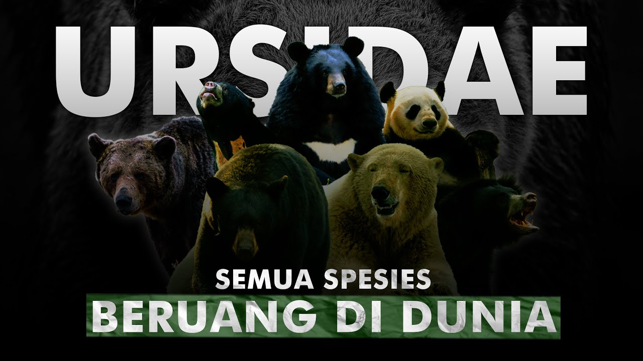 Dari Kerasnya Kutub Utara Hingga Hutan Tropis Yang Subur | 8 Spesies Beruang Yang Tersisa di Dunia