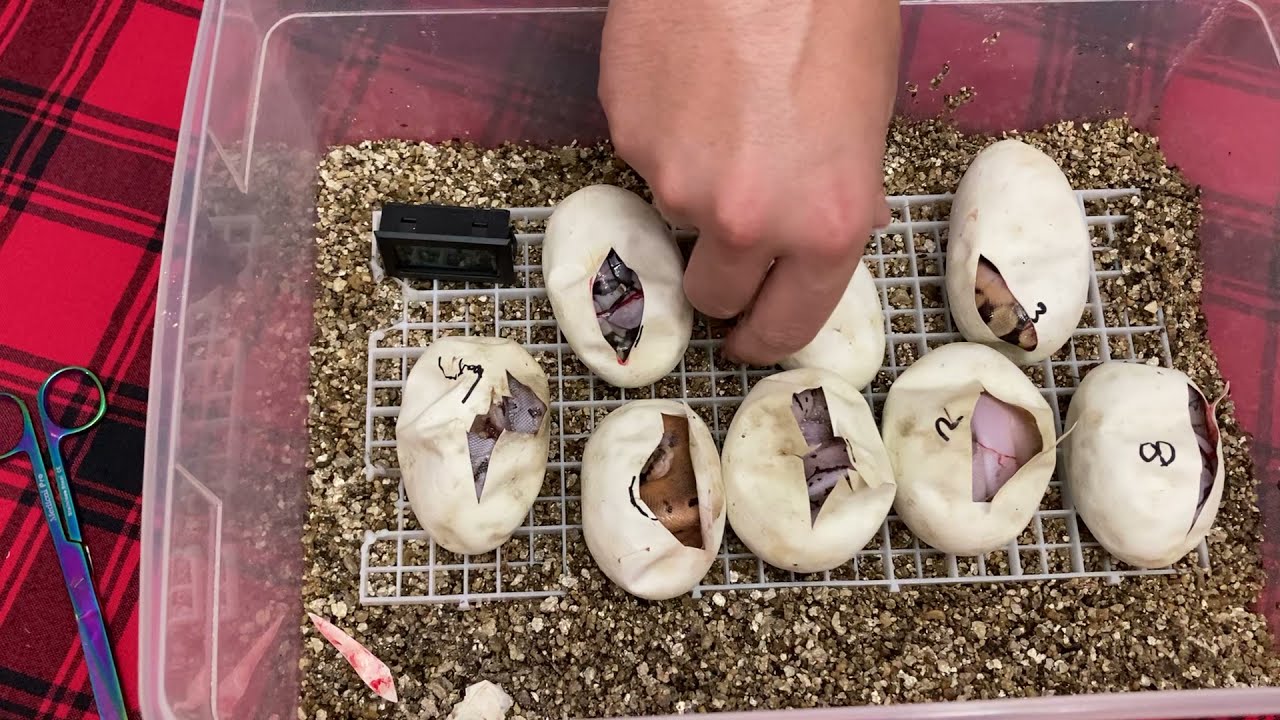 First Axanthic clutch | We hit the VPI Axanthic Pied!
