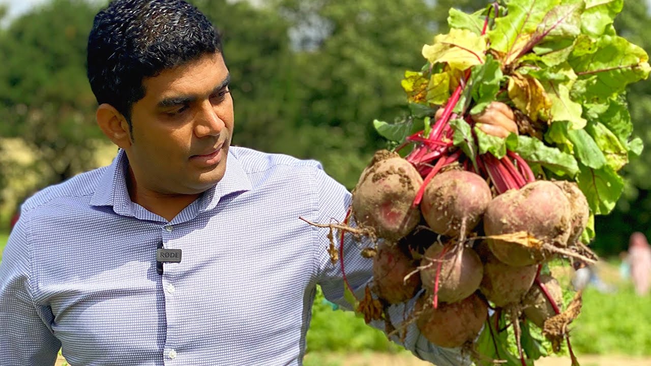 லண்டன் தோட்டத்தில் காய்கறிகள் பறிக்கலாம் | Tamil Vlog | Fruit and vegetable picking